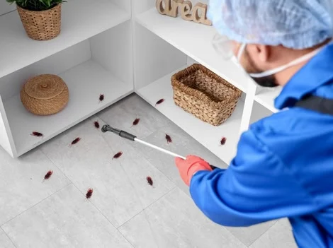 After Treatment - Pest Control Delta