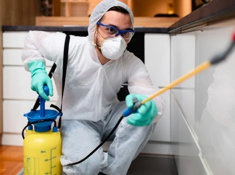Before Treatment - Pest Control North Vancouver