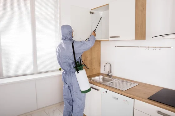 Pest Control Vancouver for Your Property