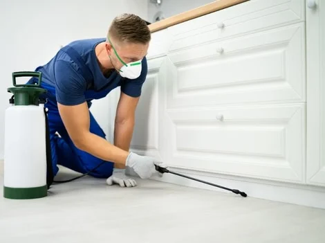 After Treatment - Pest Control Vancouver
