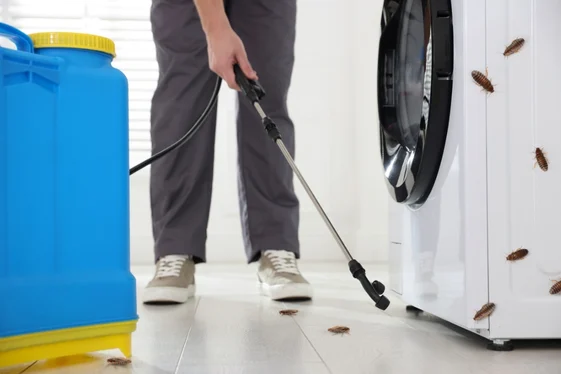 Pest Control White Rock for Homes & Businesses