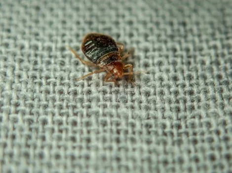 Before - Professional Bed Bug Treatment Services Vancouver