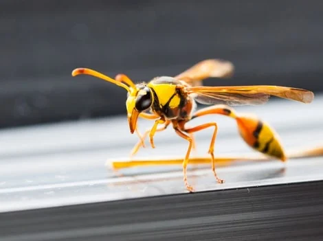 Protect The Building - Professional Hornet Exclusion Services Langley
