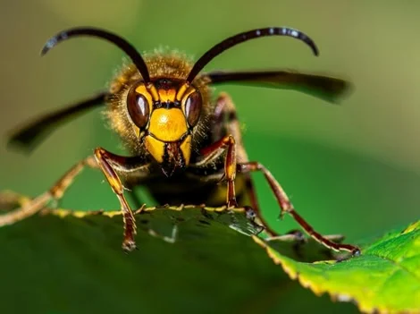 Secure Weak Points - Professional Hornet Exclusion Services Langley
