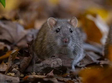 Before Treatment - Rat Control Burnaby