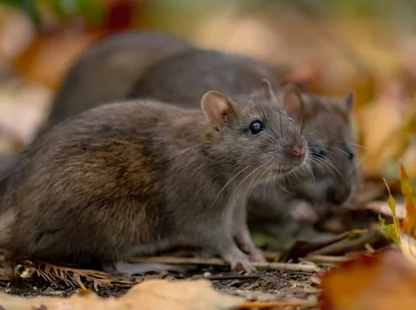 After Treatment - Rat Control Burnaby