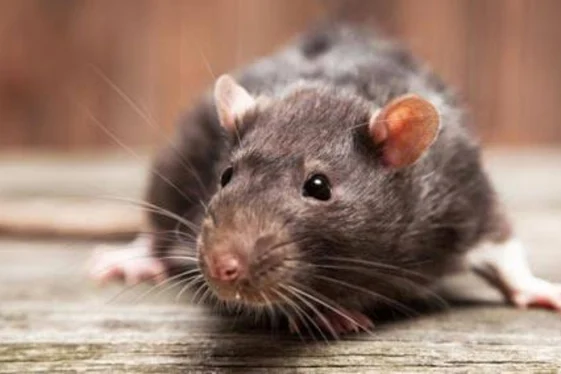 Rat Control Delta for Homes, Farms & Businesses
