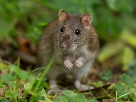 Before Treatment - Rat Control Delta