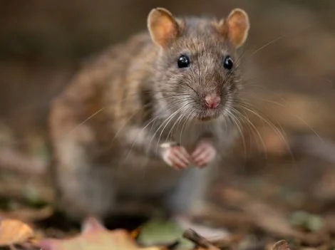 After Treatment - Rat Control Delta