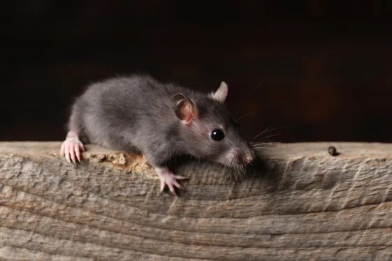 Rat Control Langley for Homes, Farms & Businesses