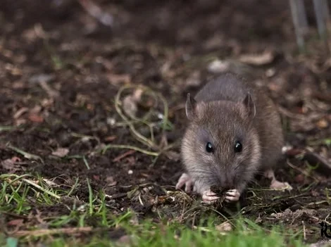 After Treatment - Rat Control Langley