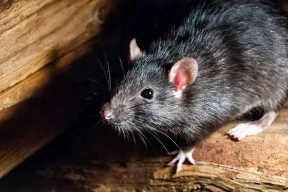 Rat Control Surrey for Residential & Commercial Sites