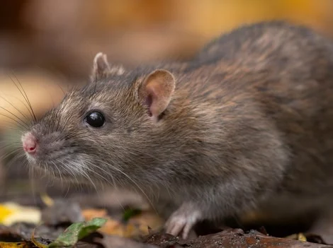 Before Treatment - Rat Control Surrey