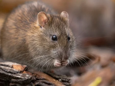 After Treatment - Rat Control Surrey