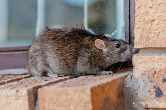 Rat Control Vancouver for Residential & Commercial Properties