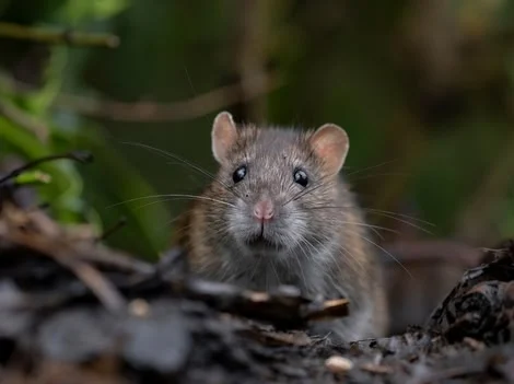 Before Treatment - Rat Control Vancouver