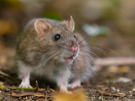 After Treatment - Rat Control Vancouver