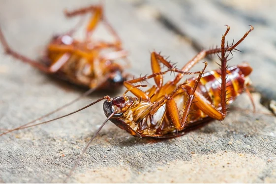 Get On Top Of Cockroach Activity
