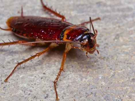 Treat The Problem - Same-Day Cockroach Treatment Maple Ridge