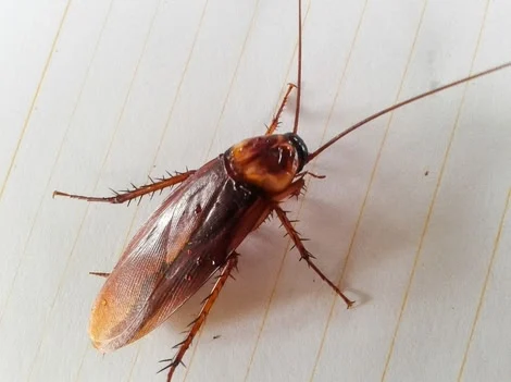 Use Your Space - Same-Day Cockroach Treatment Maple Ridge