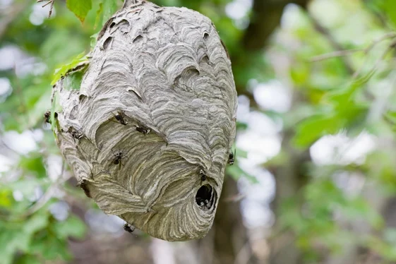 Take The Risk Out Of Nest Removal