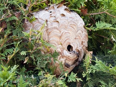 Before - Same-Day Hornet Nest Removal Services Burnaby