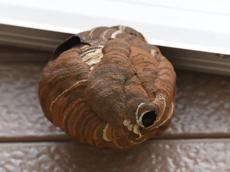 After - Same-Day Hornet Nest Removal Services Burnaby