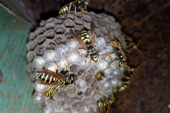 Leave The Nest To A Trained Team