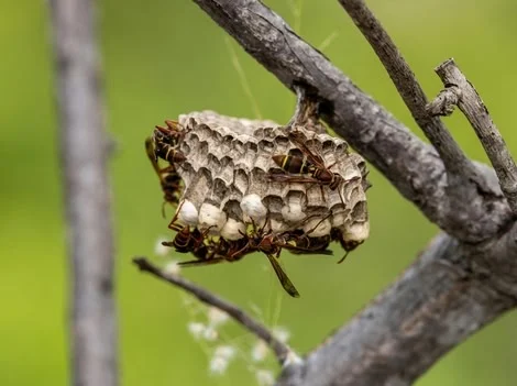 Before - Same-Day Wasp Nest Removal Services Surrey