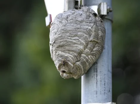 After - Same-Day Wasp Nest Removal Services Surrey