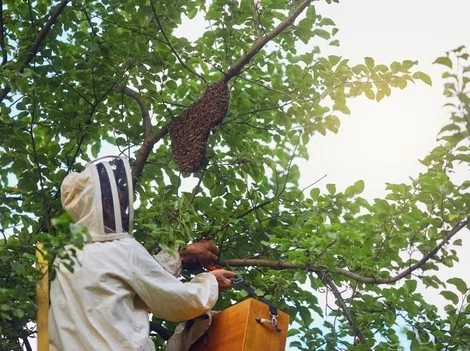 Before Removal - Wasp Nest Removal Services West Vancouver