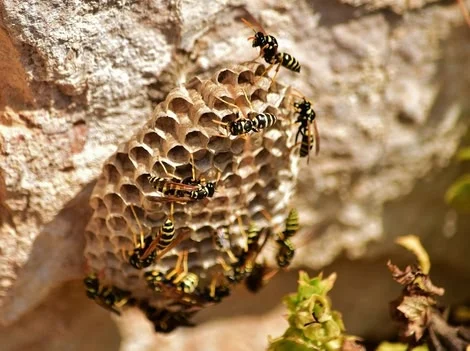 After Removal - Wasp Nest Removal Services West Vancouver