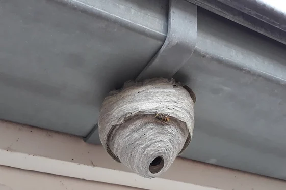 Wasp Removal Vancouver for Homes & Businesses