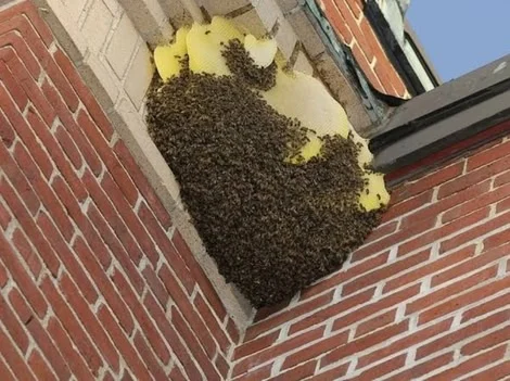 Before Removal - Wasp Removal Vancouver