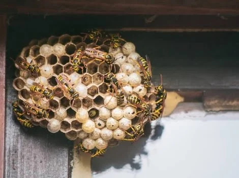 After Removal - Wasp Removal Vancouver