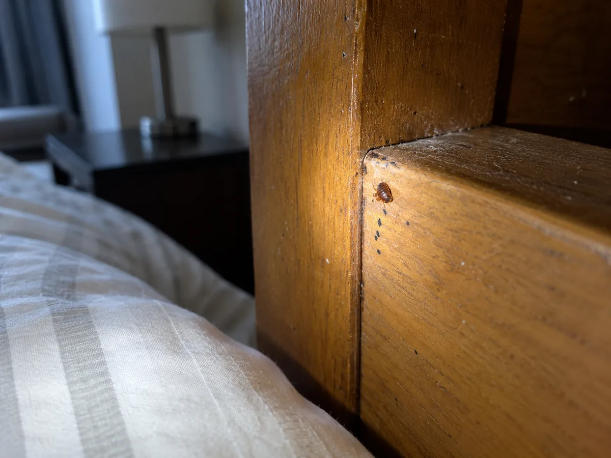 Pest inspection detail for Bed Bug Treatment Chilliwack