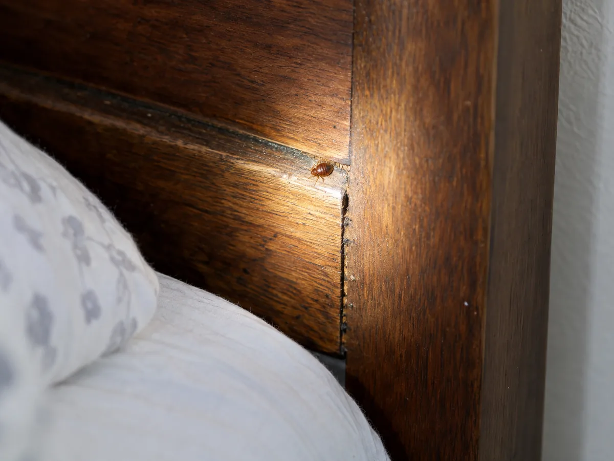 Pest inspection detail for Bed Bug Treatment Vancouver