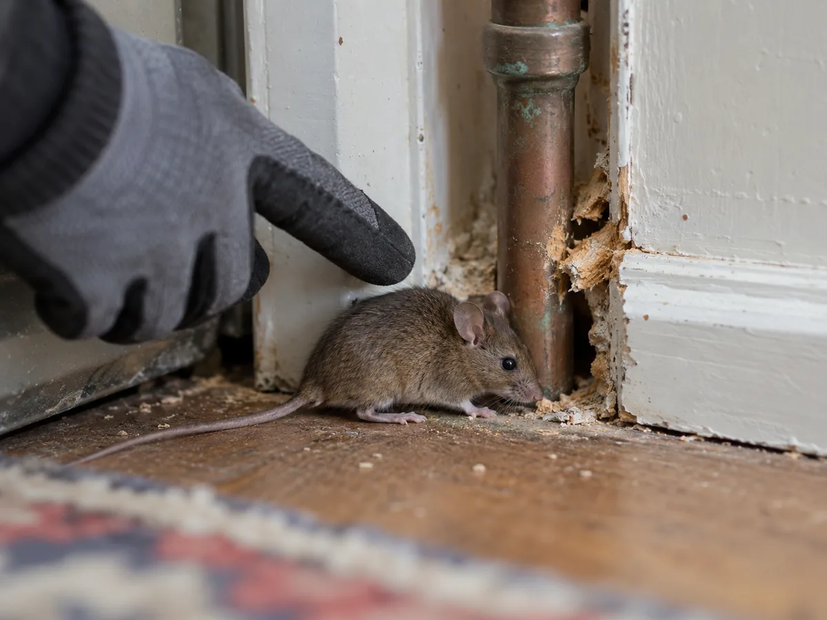 Pest inspection detail for Mouse Infestation Inspection Services Surrey